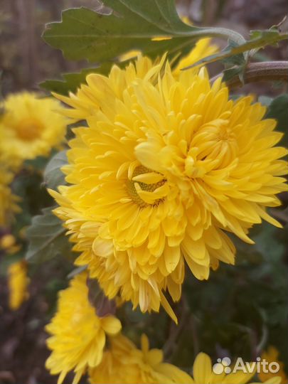 Хризантема