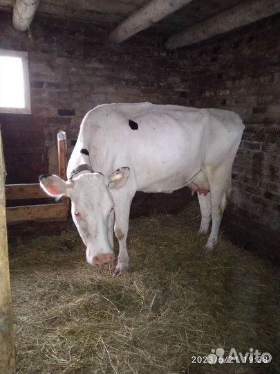 Корова первотелка