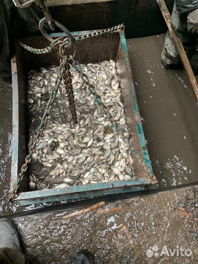 Живец карась