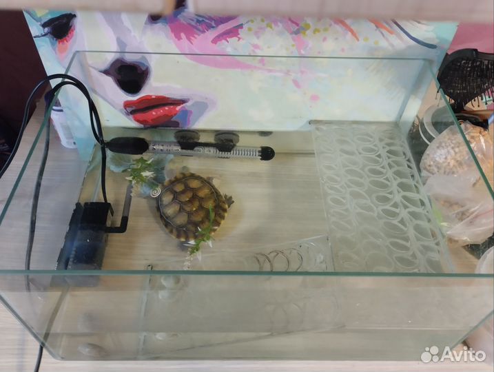 Красноухая черепаха