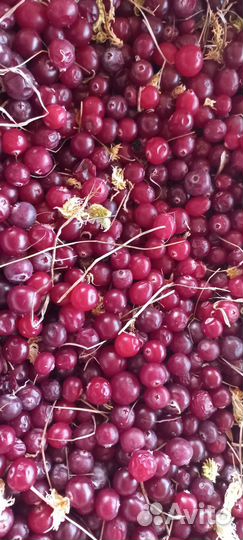 Клюква свежая