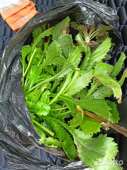 Ромашки крупные