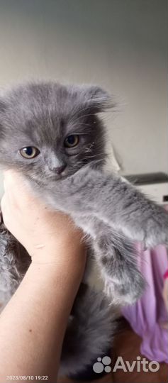 Вислоухий котенок(мальчик)