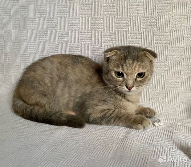 Шотландская