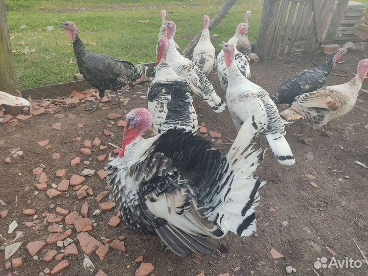 Индюки на племя