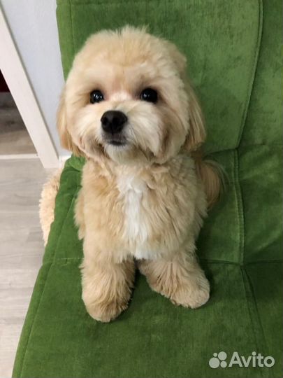 Вязка собак