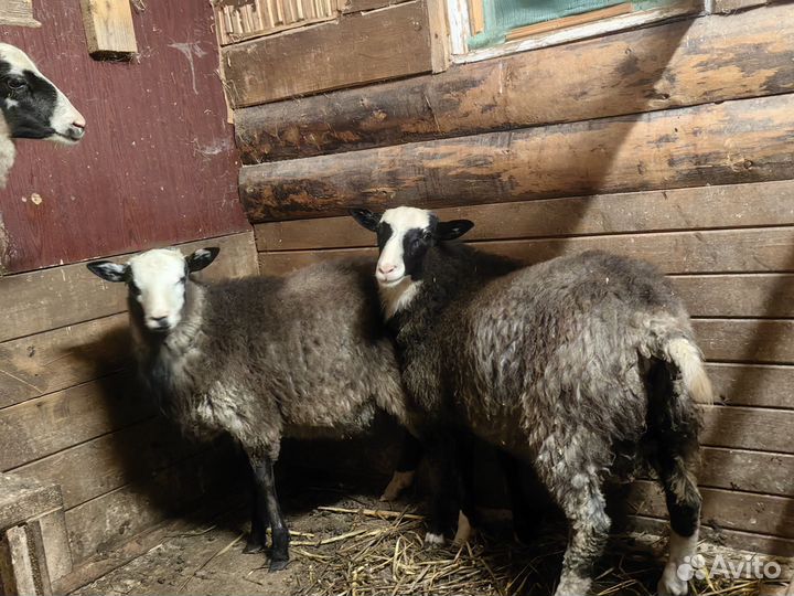Овцы бараны