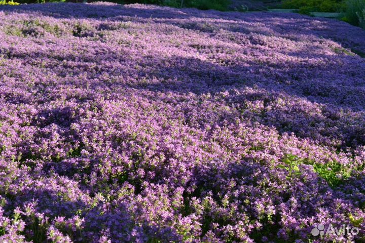 Тимьян (чабрец)