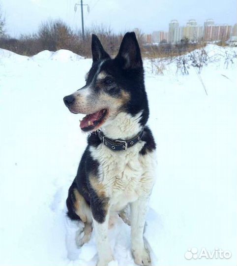 Галантный пёс-компаньон