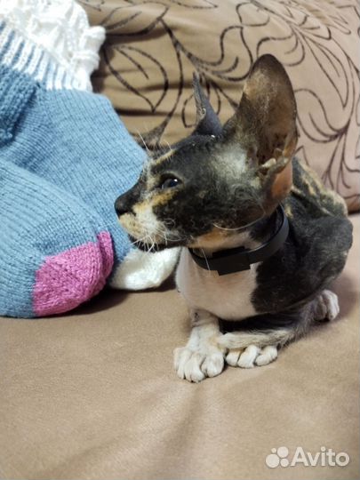 Сфинкс 2 месяцев