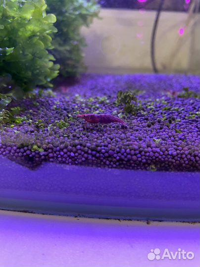 Креветка вишня аквариумная и Данио бесплатно