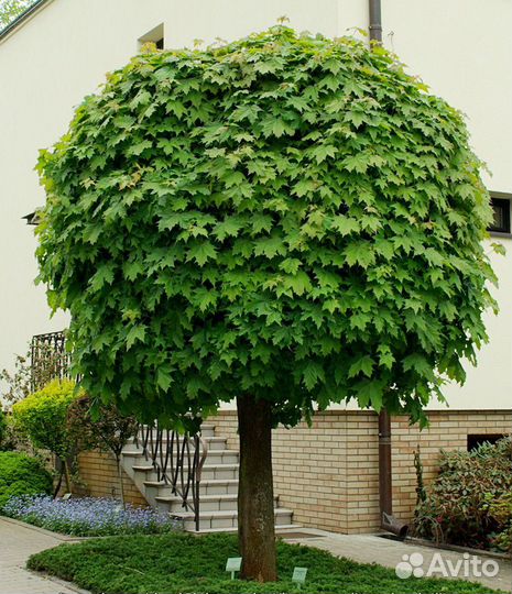 Клён остролистный Глобозум