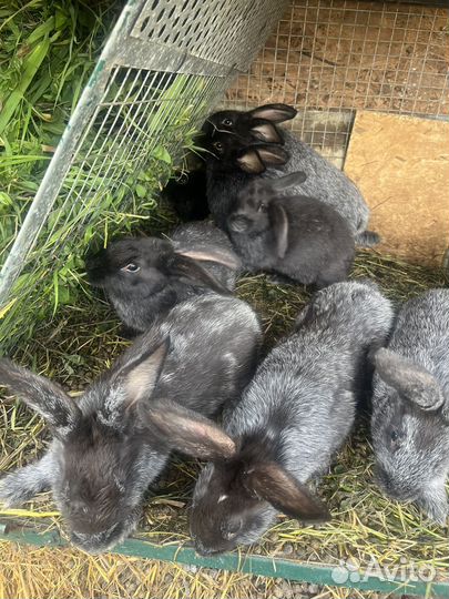 Кролики мясных пород
