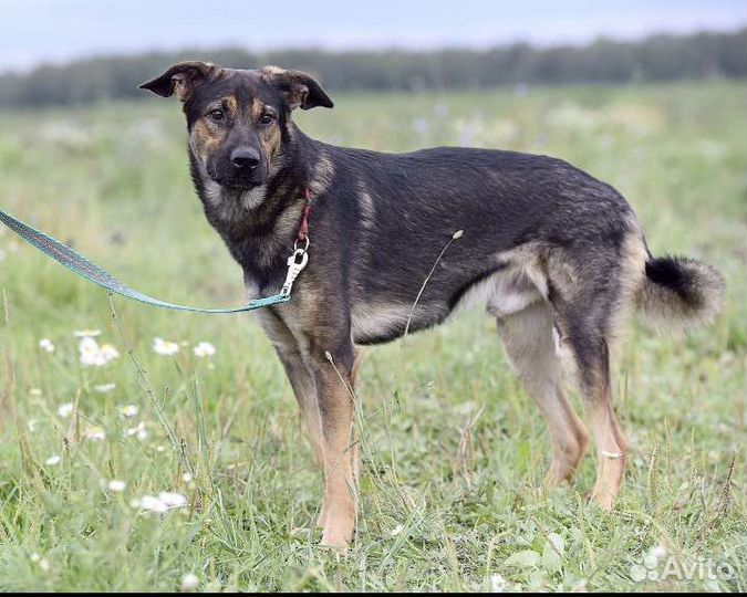 Собака в добрые руки