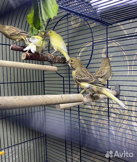 Кенары певчие