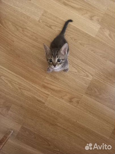 Котик бесплатно