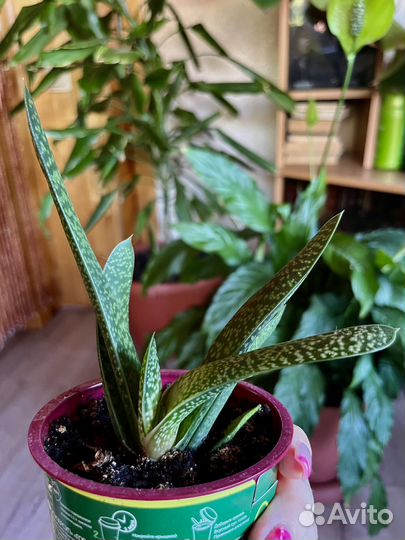 Комнатные растения 2 часть