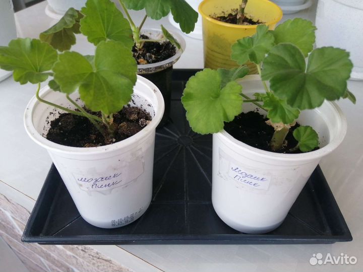 Пеларгония