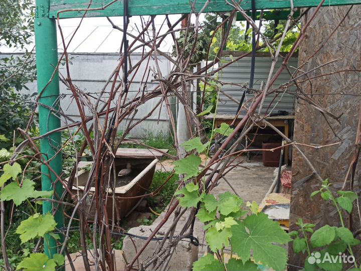 Виноградная лоза старая коряги