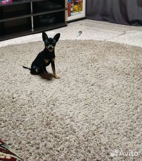 Вязка.Мальчик. Мини той терьер