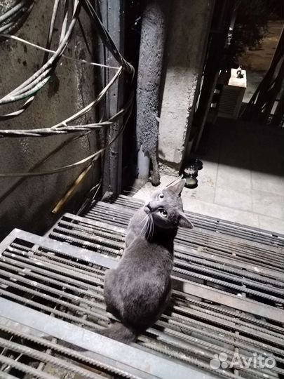 Британский котик