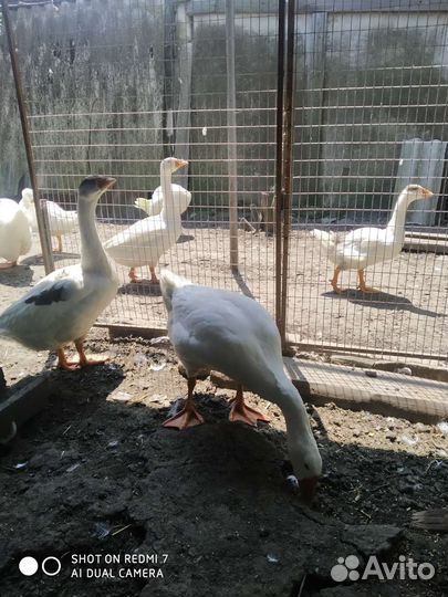 Гусята домашние