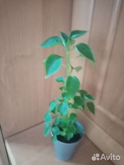 Бальзамин махровый