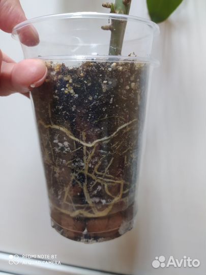 Филодендрон