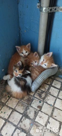 Котята в добрые руки