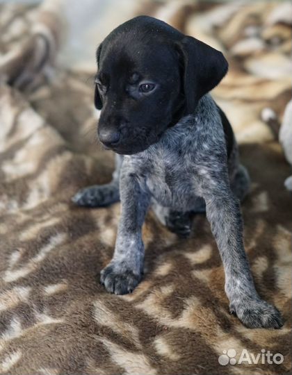 Щенки курцхаара