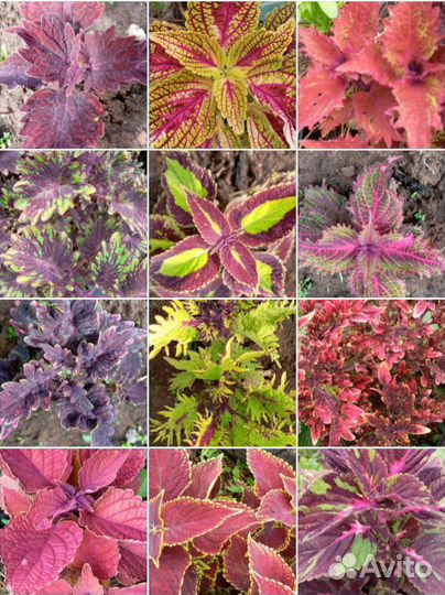 Колеусы вегетативные