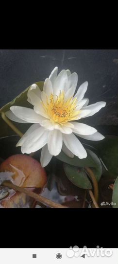 Водяная лилия