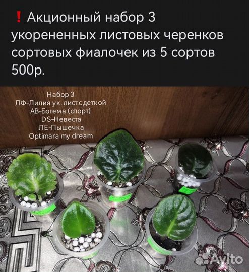 Сортовые фиалки