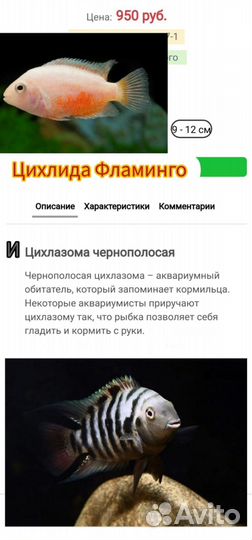 Умные цихлиды