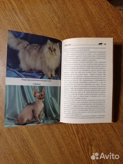 Все о кошке