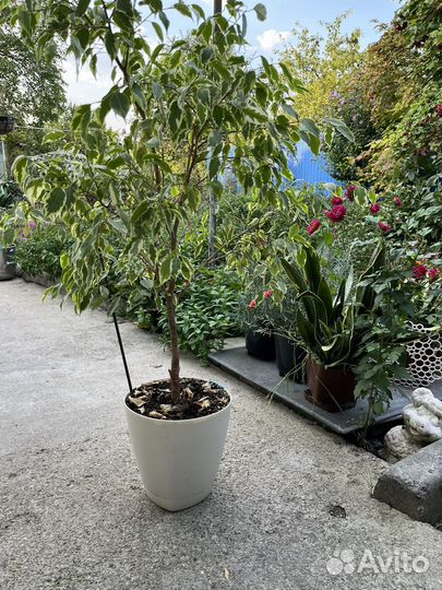 Фикус бенджамина большой