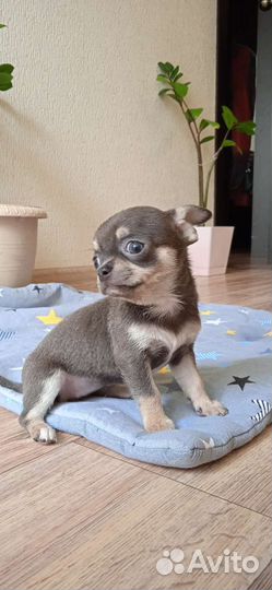 Щенки чихуахуа