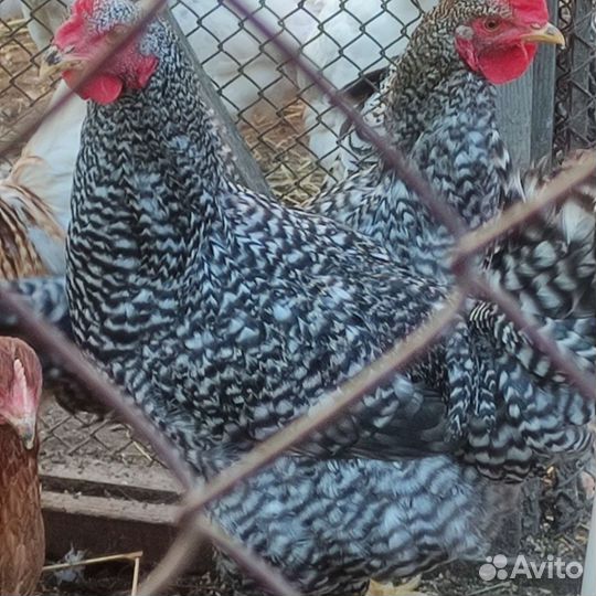 Молодые петушки