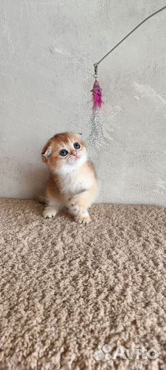 Шотландская золотая шиншилла