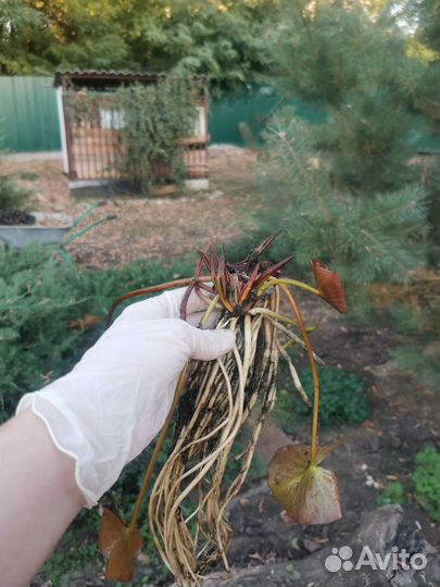 Продаю корни кувшинок (розовые)