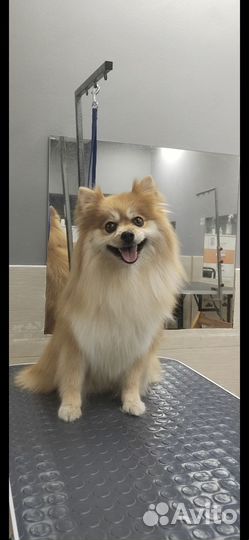 Стрижка собак груминг