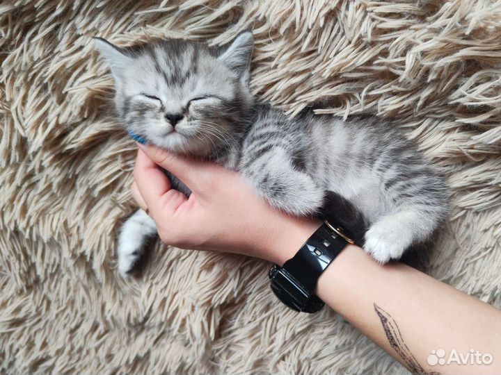 Шотландские котята