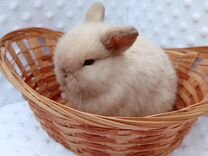 Карликовый кролик.доставка-1500