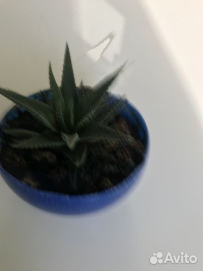 Комнатные домашние растения