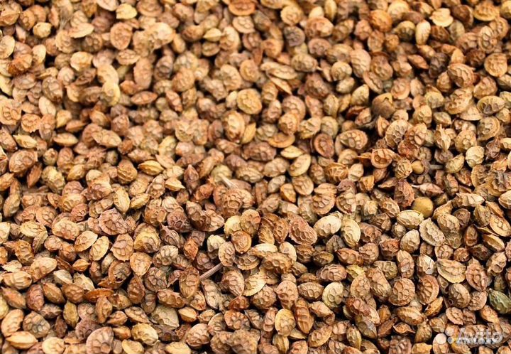 Эспарцет семена