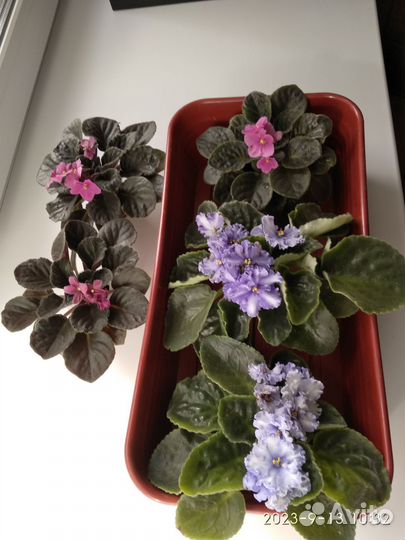 Фиалки продажа