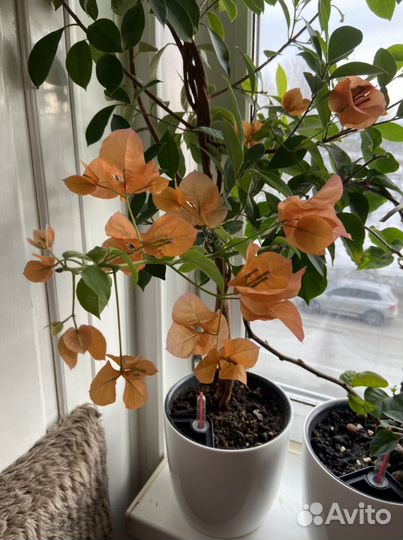 Бугенвиллия