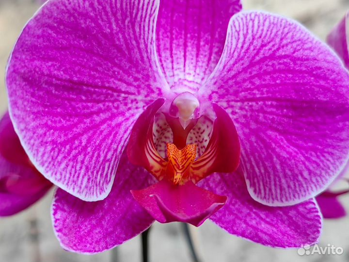 Орхидея фаленопсис бабочка