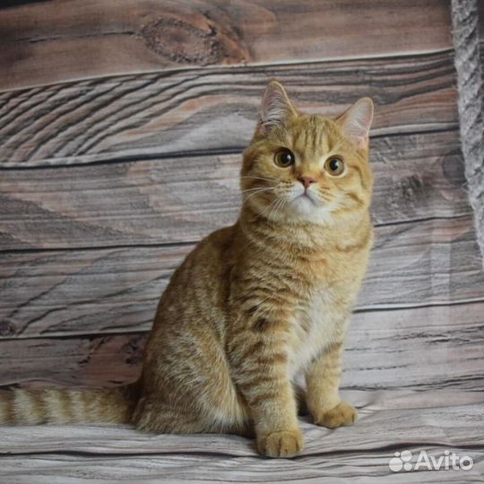 Клубная британка кошечка