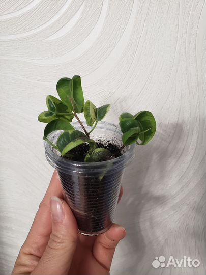 Фикусы разные